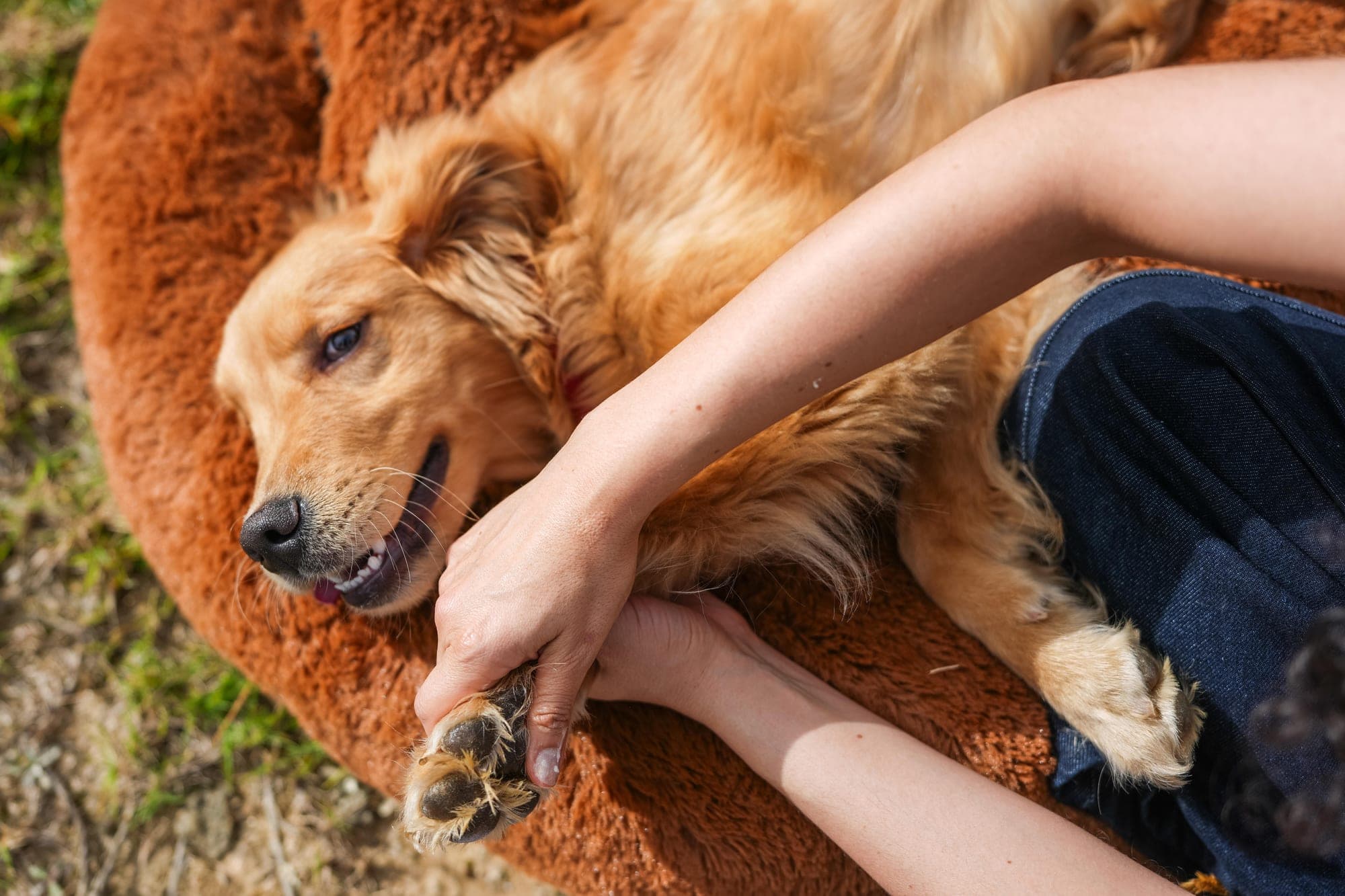 Persona revisando con cuidado la pata de un perro, como parte de un protocolo de manejo