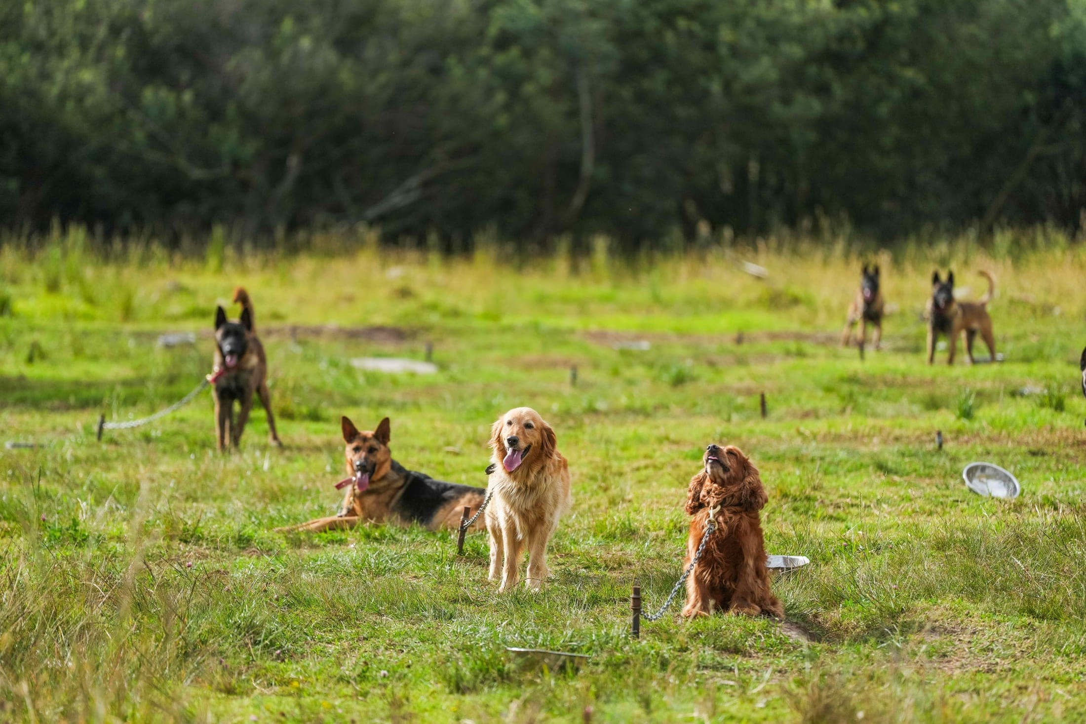 Varios perros de trabajo en un campo abierto, cada uno con su propio manejador
